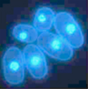 fission yeasts stained by DAPI