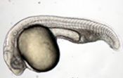 ogon mutant