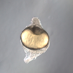 The maternal-effect mutant tokkaebi