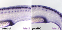 Pnx is required for the formation of motoneurons