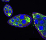 Maternal RNP particles