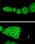 Drosophila germ plasm and germ cells (detail)