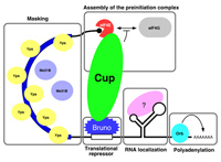 model of the translational repression of oskar RNA in oogenesis