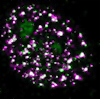 Localization of  a chromodomain protein (green) and phosphorylated form of RNA polymerase II (magenta) in HeLa cell.