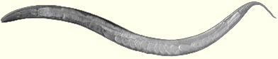 C. elegans adult hermaphrodite