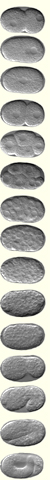 Embryogenesis of C. elegans