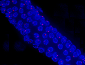 Germ cells in meiotic prophase I