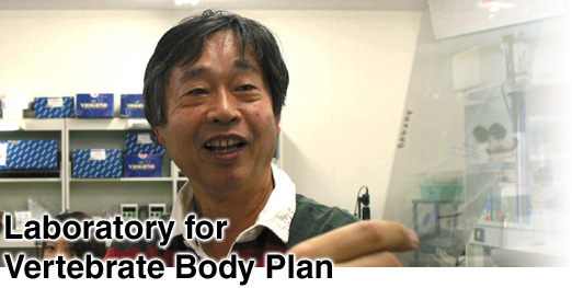 Laboratory for Vertebrate Body Plan