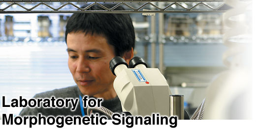 Laboratory for Morphogenetic Signaling