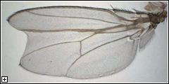 Click to enlarge.