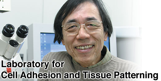Laboratory for Cell Adhesion and Tissue Patterning