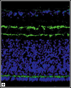 Click to enlarge.
