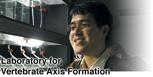 Laboratory for Vertebrate Axis Formation