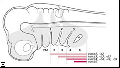 Click to enlarge.