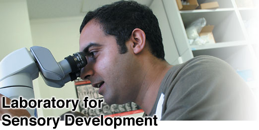 Laboratory for Sensory Development