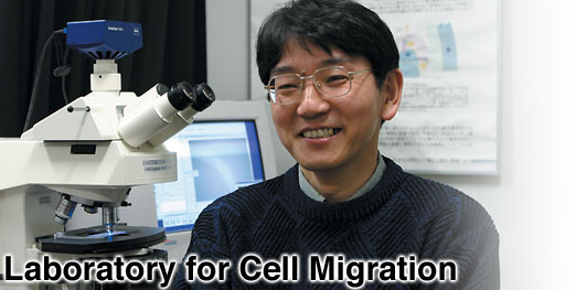 Laboratory for Cell Migration