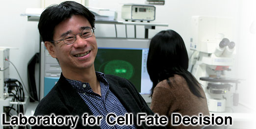 Laboratory for Cell Fate Decision