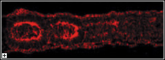 Click to enlarge.
